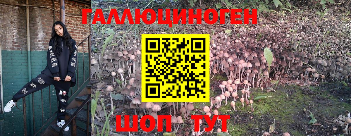 Большой Камень  Псилоцибиновые грибы Cubensis  Вход с VPN 